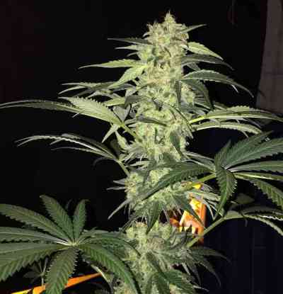 S.A.G.E. CBD > TH Seeds | Feminized Marijuana   |  hybrid